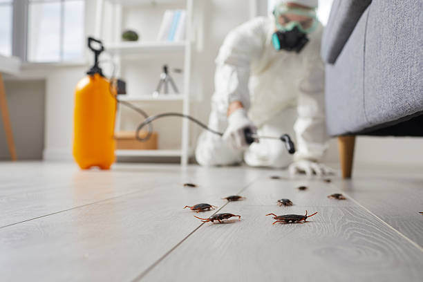 Post-Treatment Bed Bug Interceptor Monitoring in Frankston